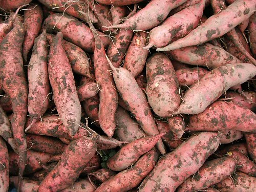 People Food for Dogs