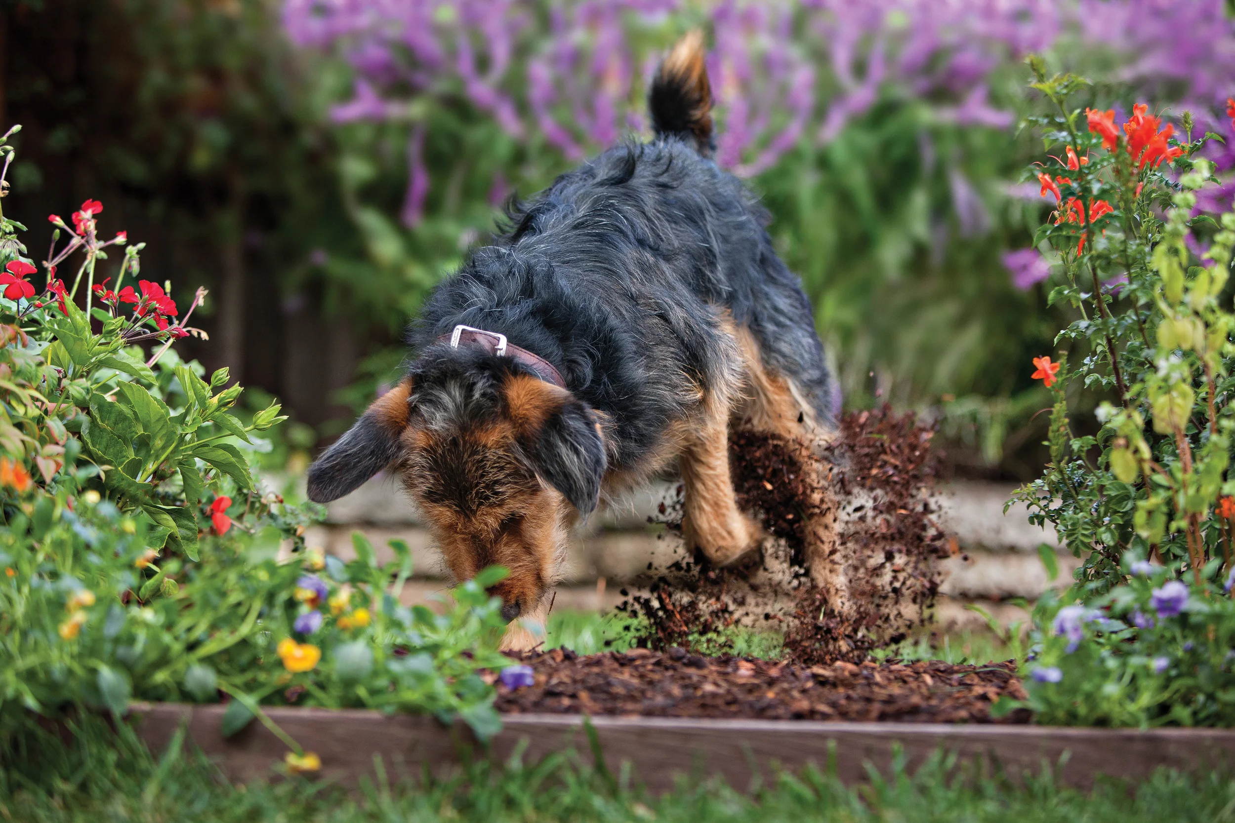 Dog Proof Your Garden 