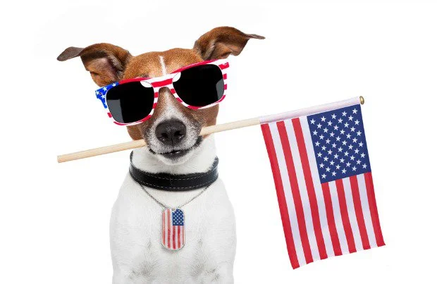 Fireworks Safety Tips for Pets