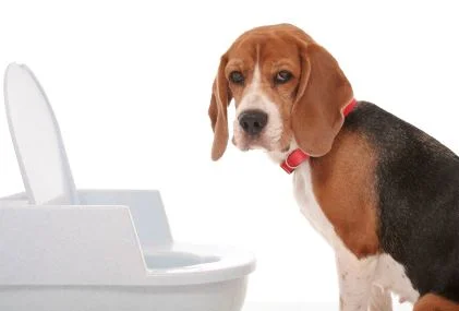 Perfecting Your Puppy’s Potty Training
