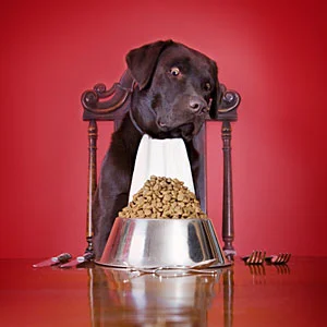 Feeding Your Dog a Healthy Diet