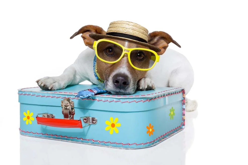 How to Travel with Your Dog without Going Completely Insane 