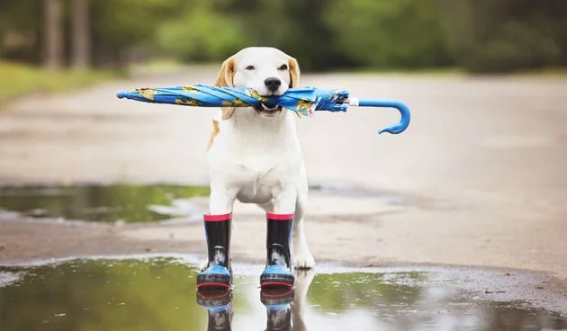 Protect Your Pets From Disaster