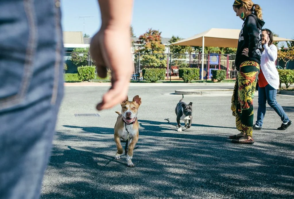 5 Easy Ways to Keep Your Dog Happy and Healthy