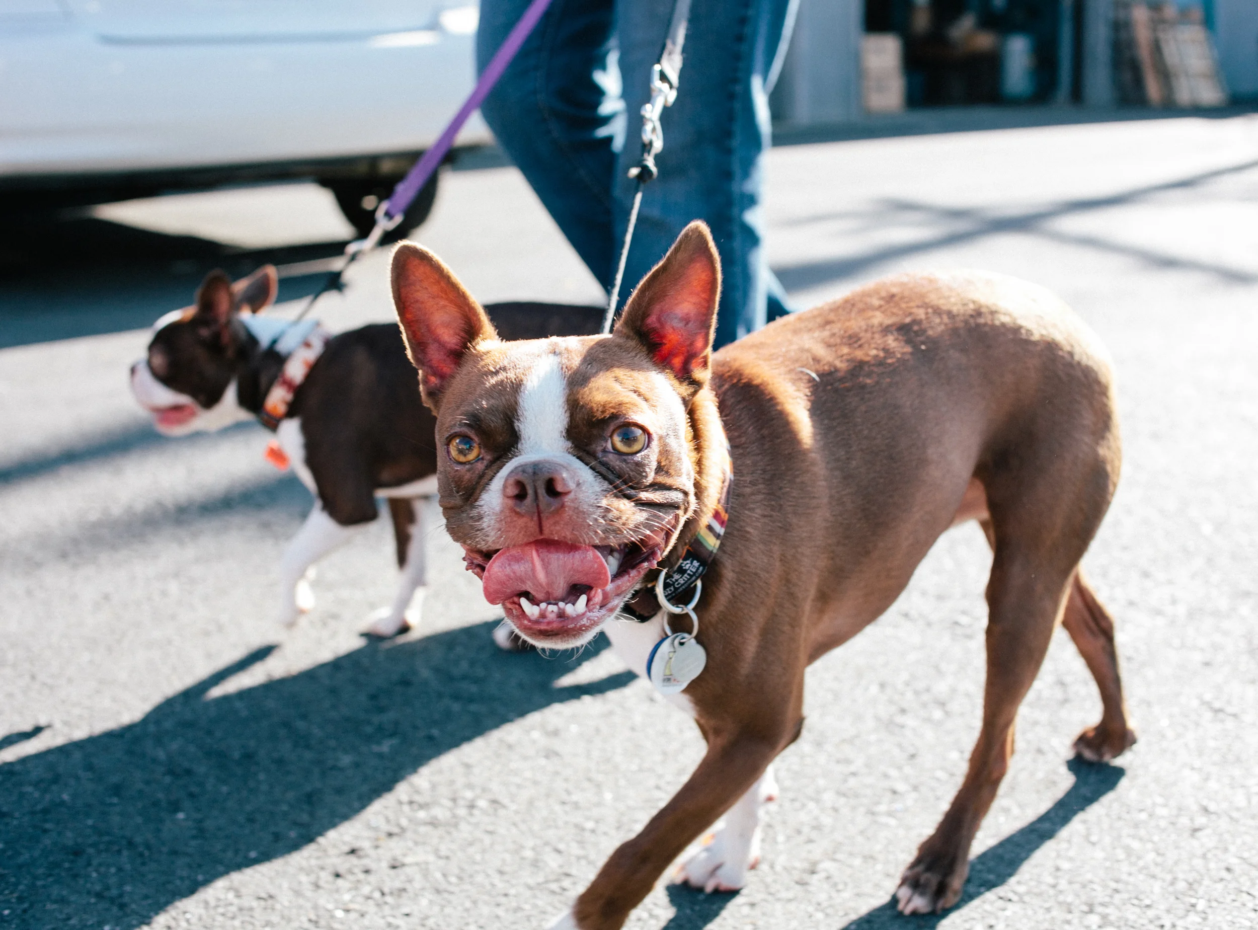 10 Things You Didn't Know About Dogs