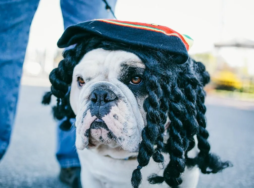 Halloween Dangers for Dogs