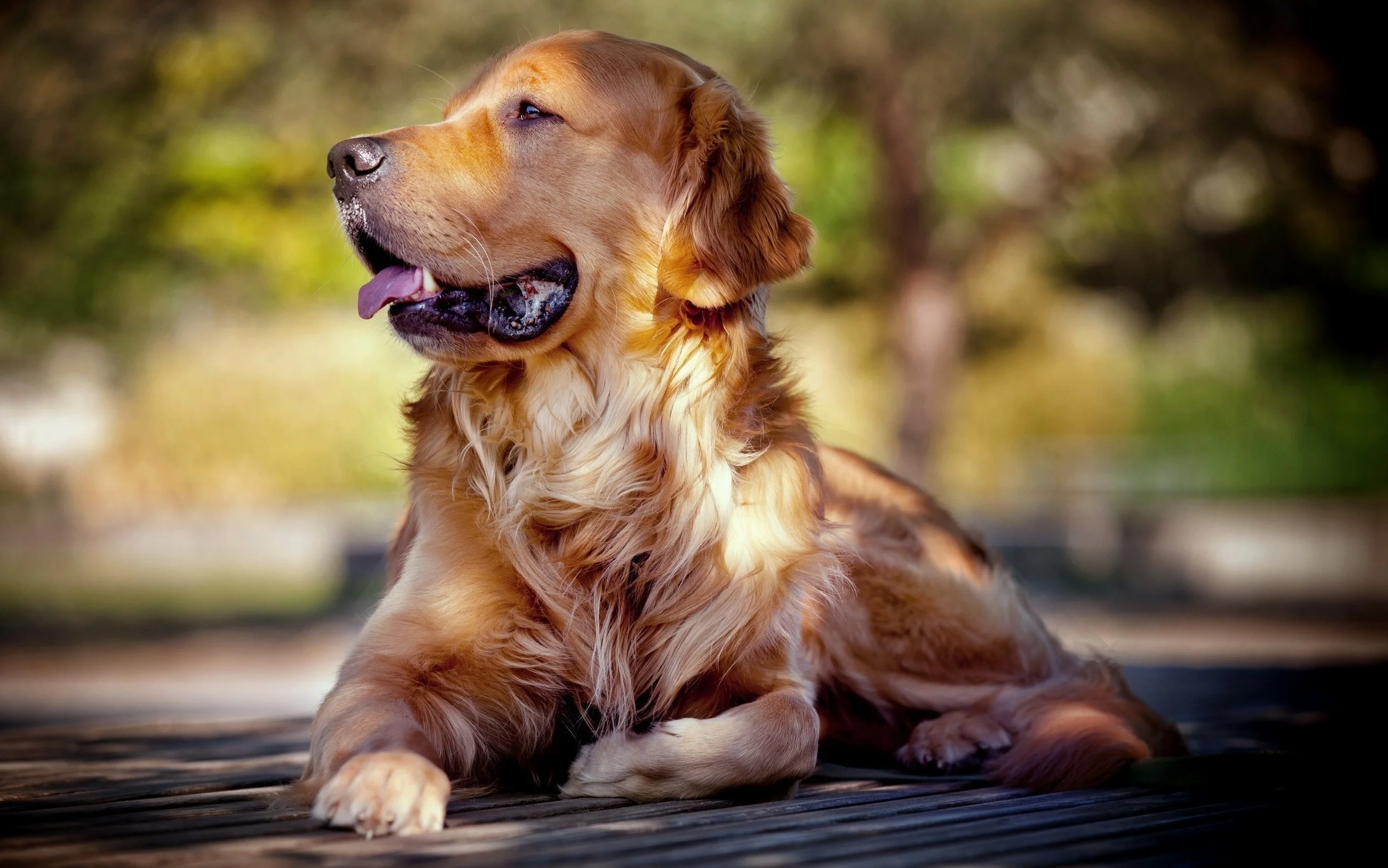 English vs. American Golden Retrievers #dogfacts
