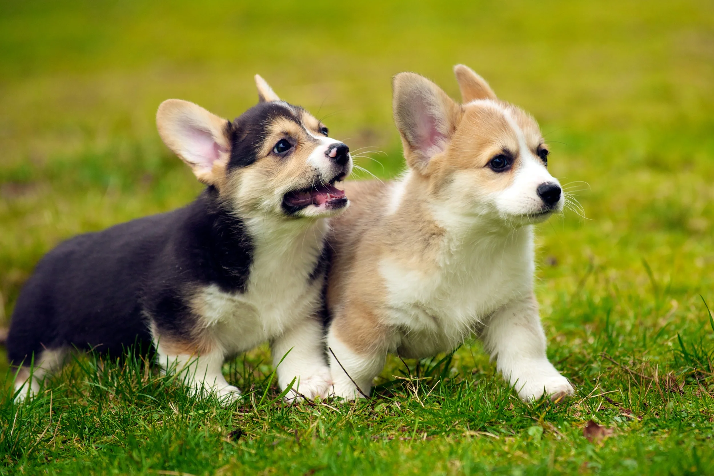 Pembroke vs Cardigan Corgi