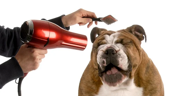 Dog Grooming Tips