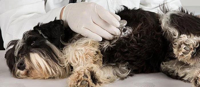 How to Perform CPR on Your Dog