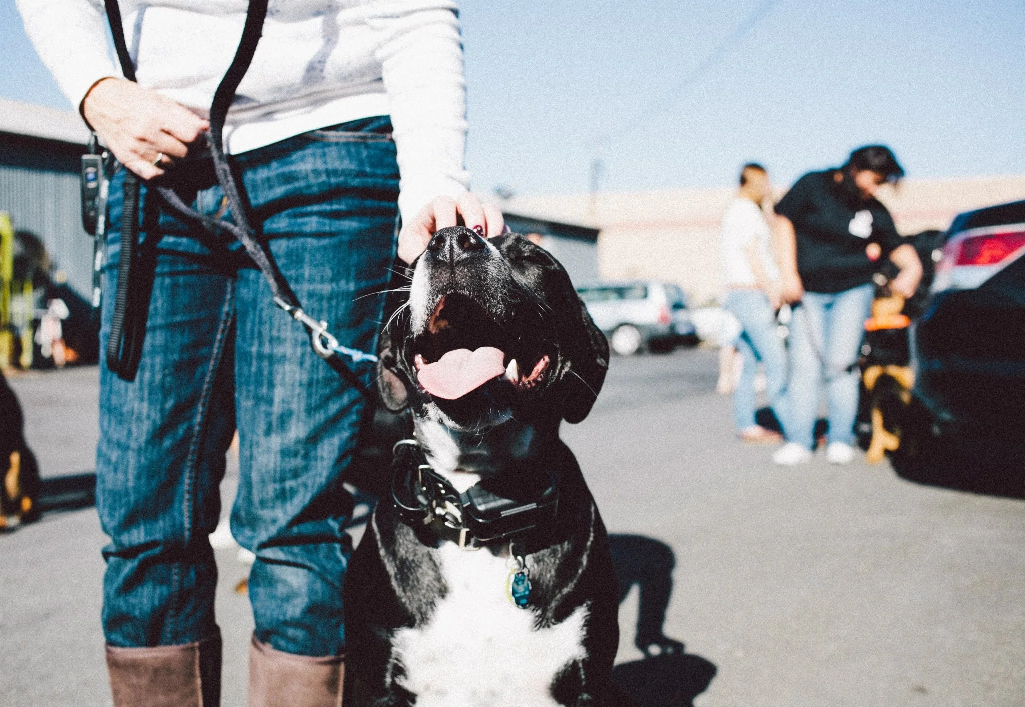 The Big Bad Ecollar Trainers 