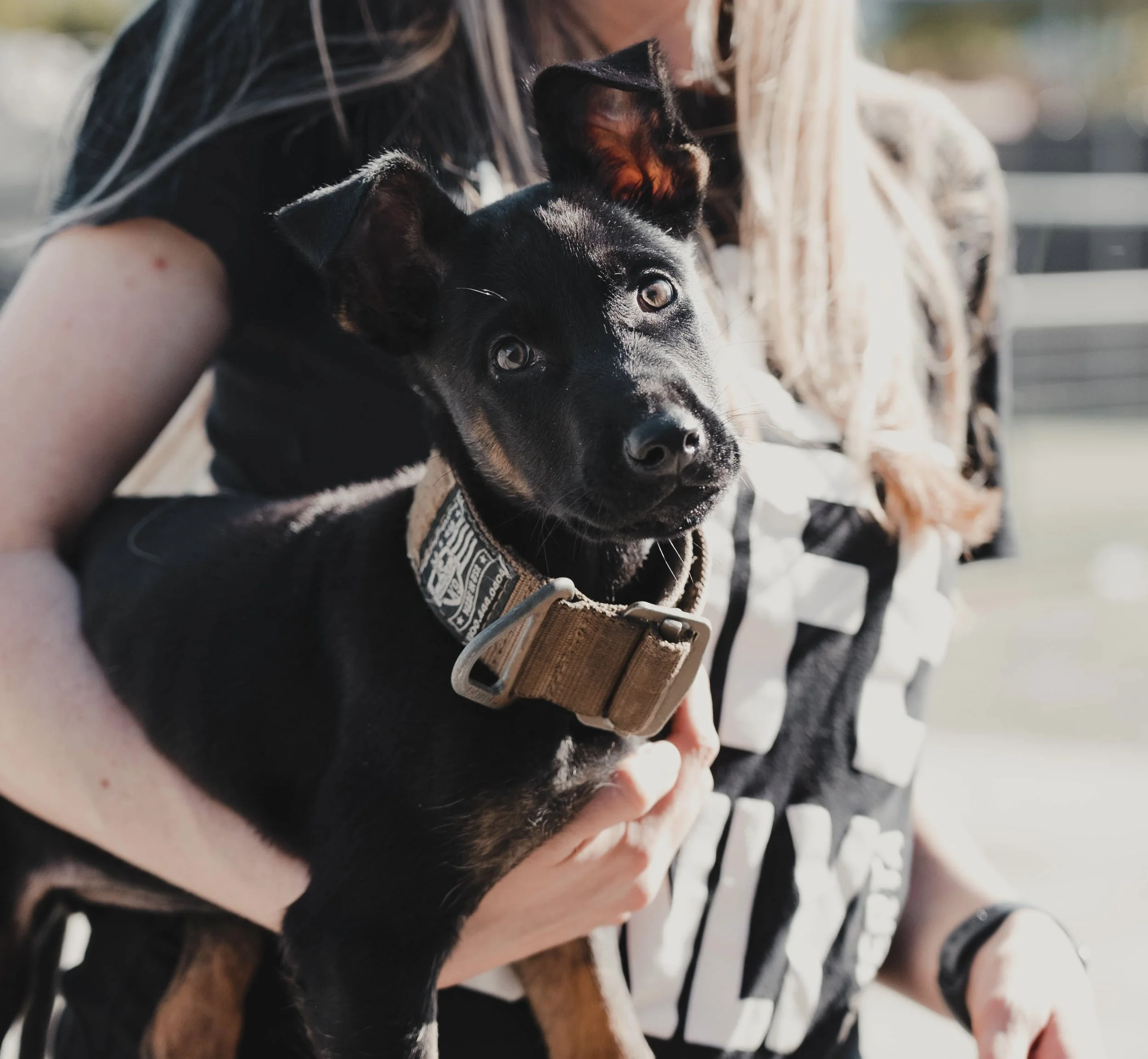 primal canine protection dogs 1.jpg