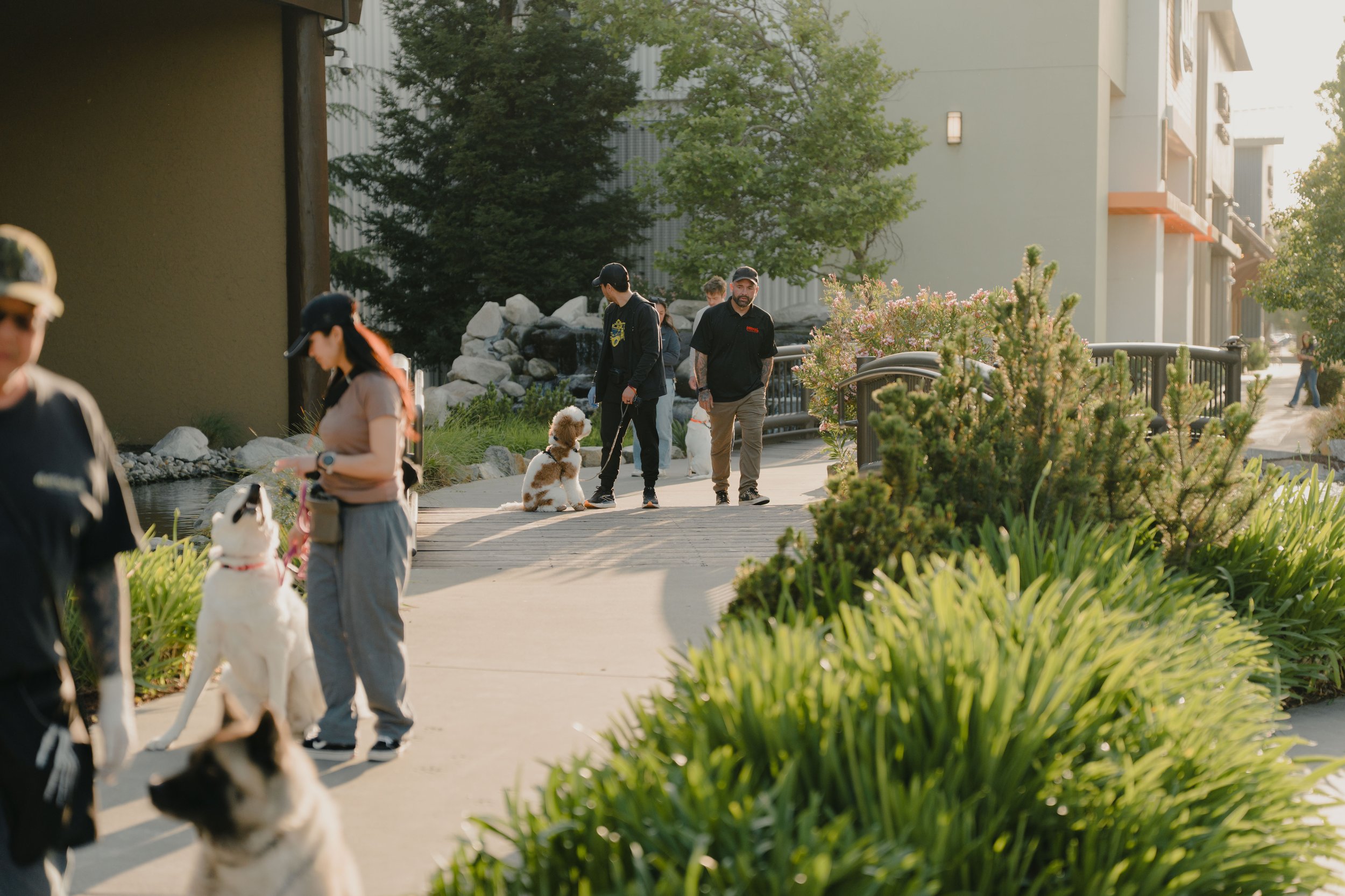 Board and Train vs Private Lessons: Which Dog Training Option Is Right for You?