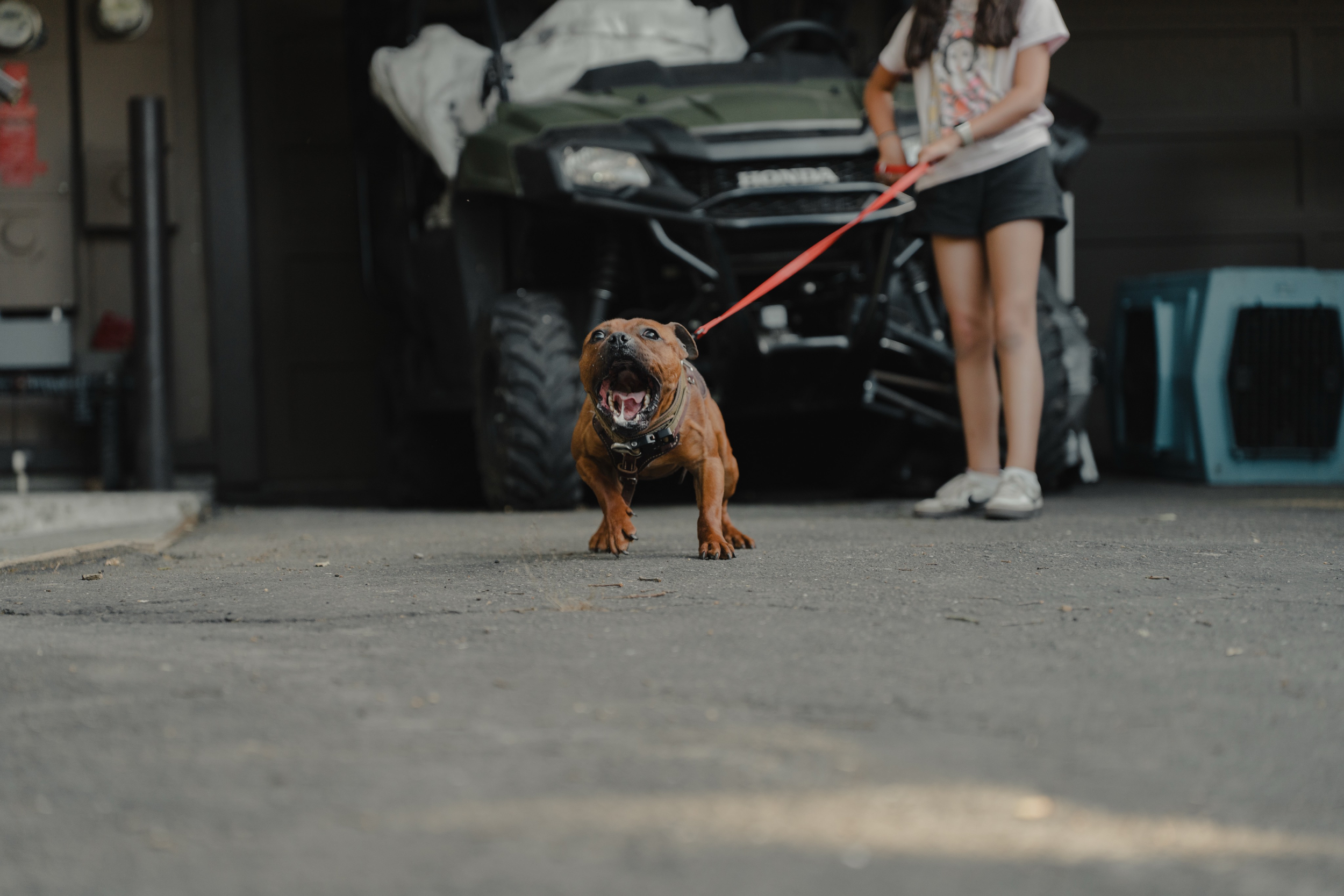 How to Stop Dog Reactivity on Walks (BASIC Step-by-Step Guide)