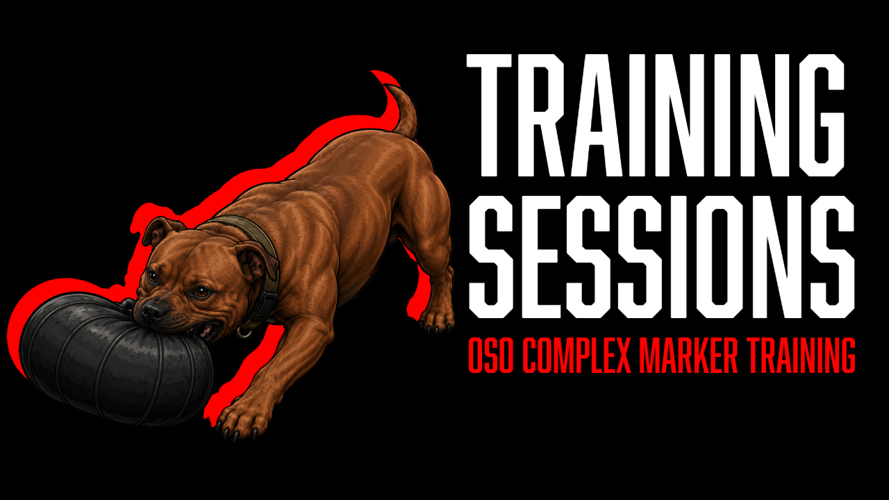 Training Session: Oso Building Clarity Under Drive &amp; Stacking Commands | High Drive Dog Training