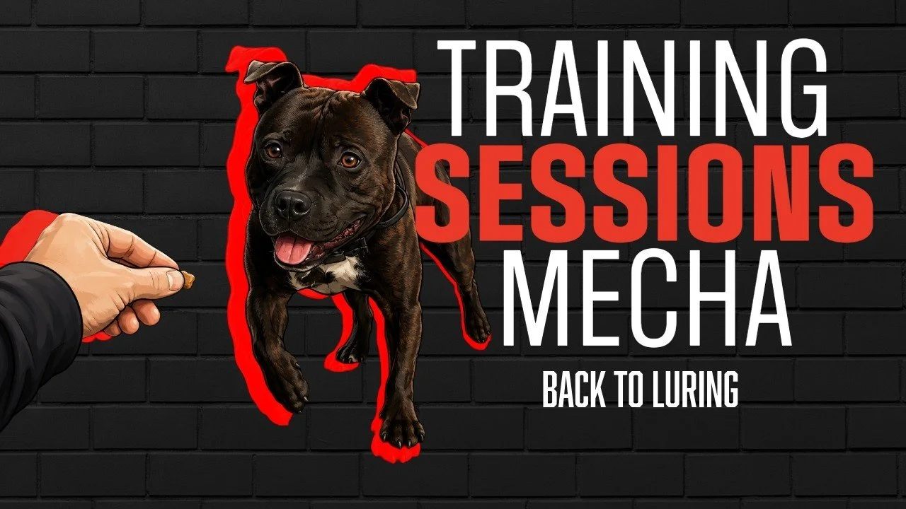 Building Focus &amp; Obedience in a Young Dog: Mecha’s Return to Sport Obedience