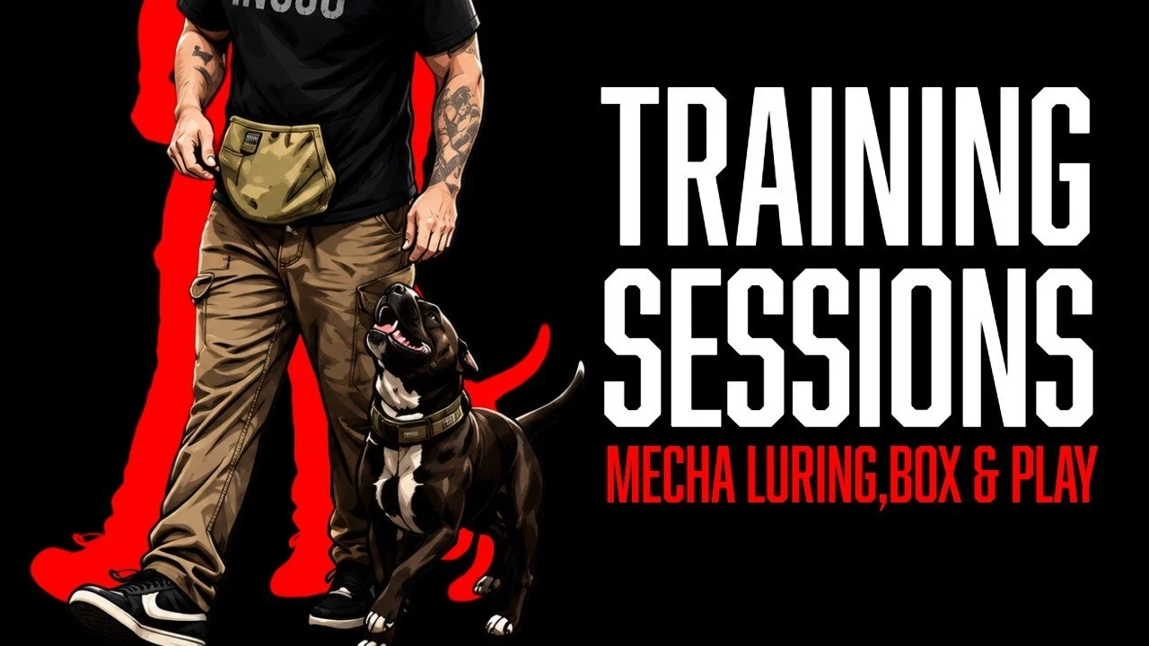 Building Mecha’s Foundation Through Luring, Box Work, and Play