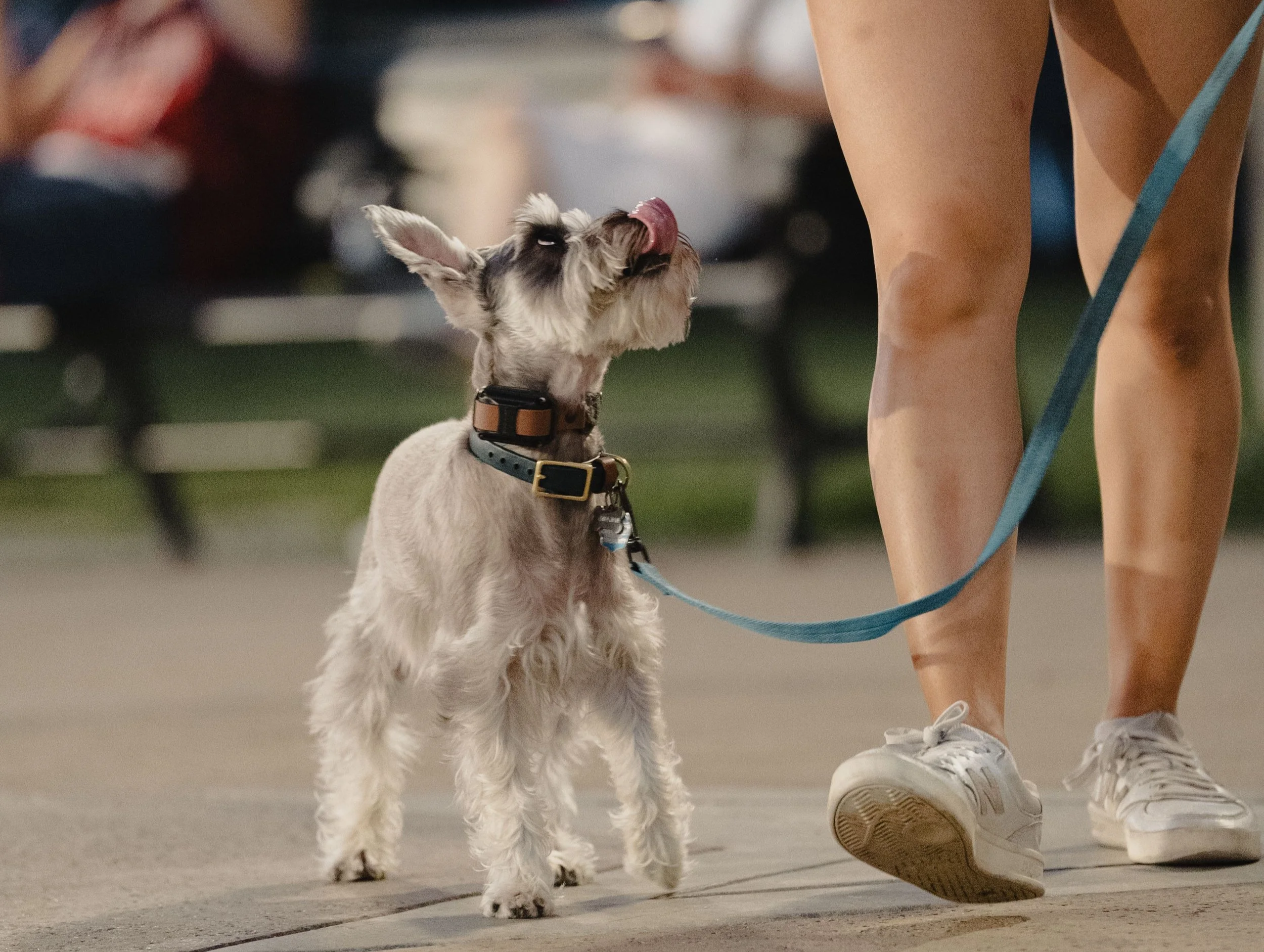 Why Over Socialization Creates Reactive Dogs