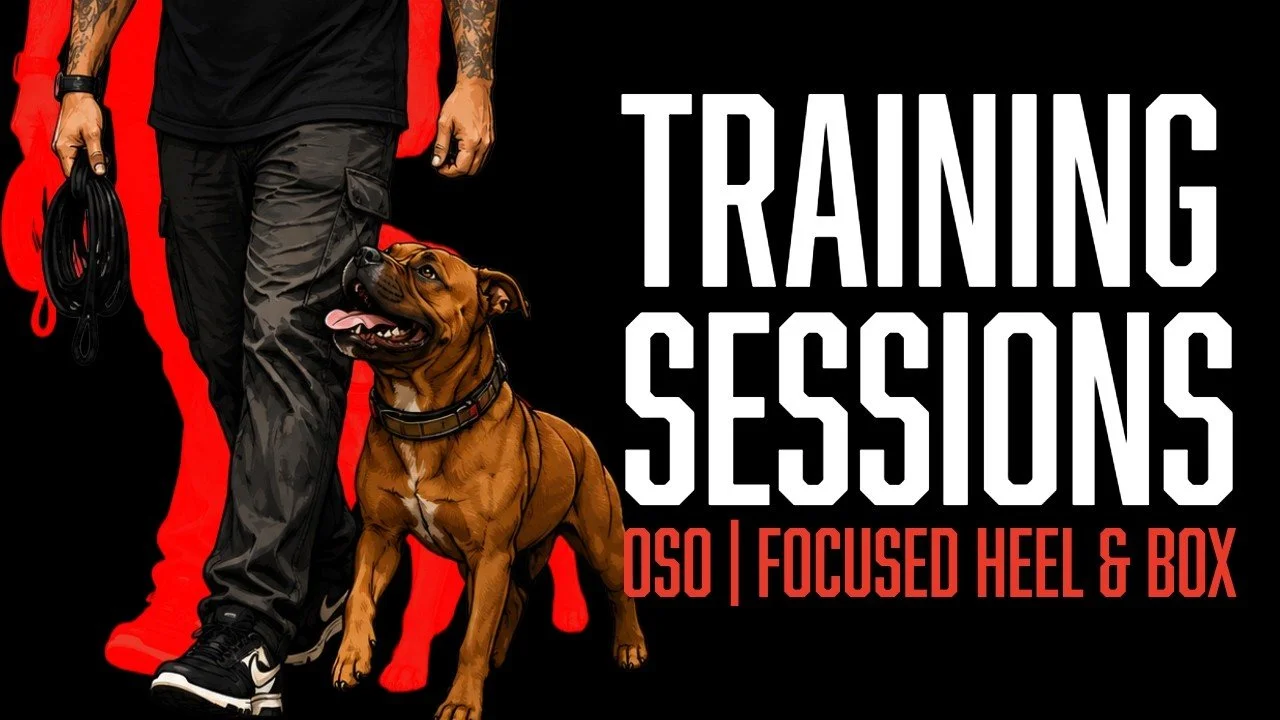 Oso’s Focused Heel Training: Building Clarity Under Drive
