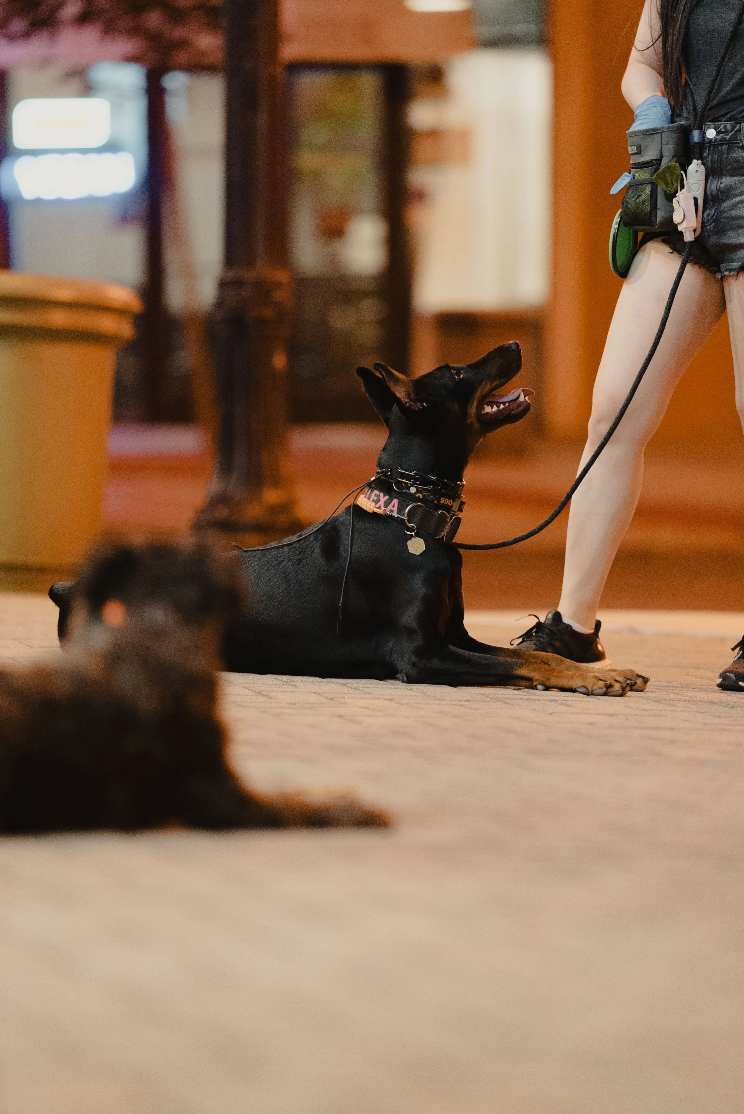 Why Is Engagement So Important in Dog Training?