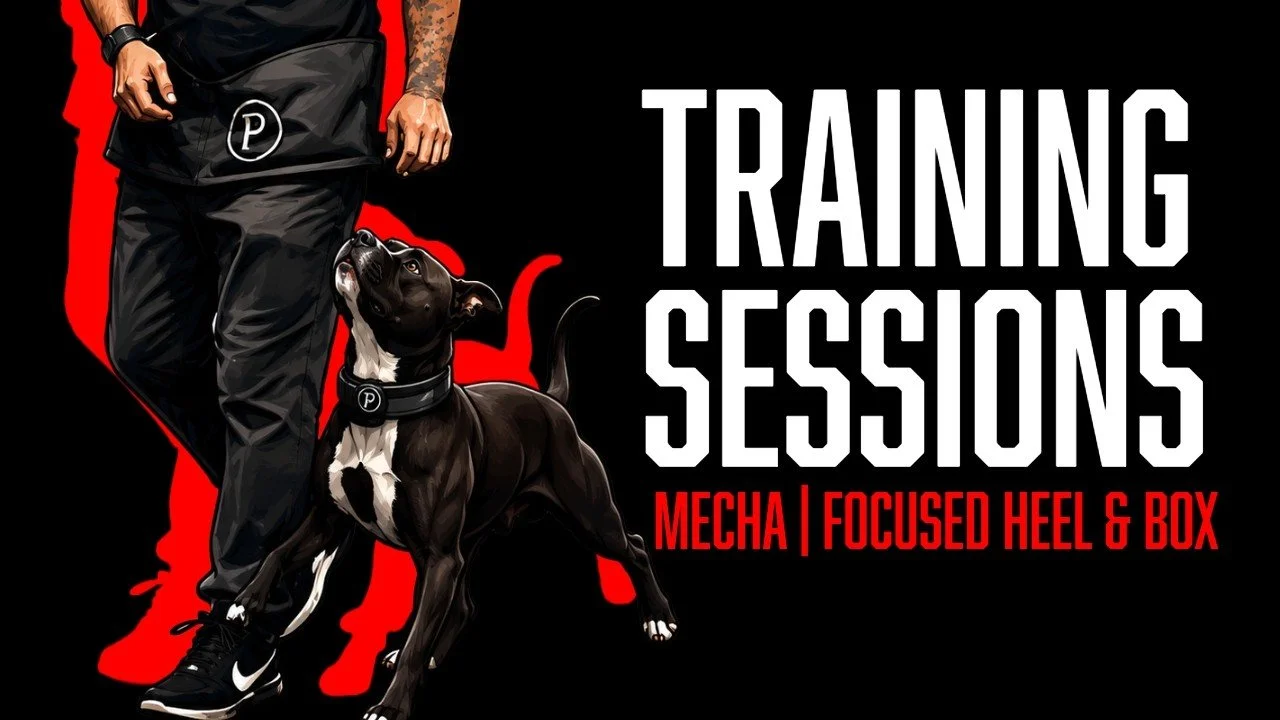 Building Mecha’s Focused Heel Through Patience, Clarity, and Box Training
