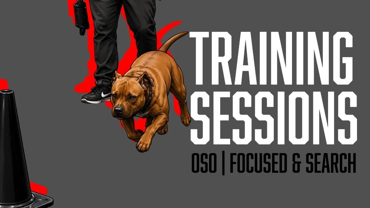 Oso’s Focused Heel Training, Engagement Work &amp; Search Command Development
