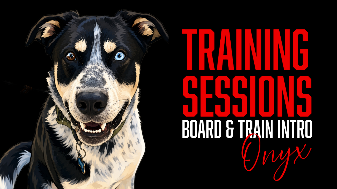 Onyx's Board &amp; Train Journey Begins: Evaluating Dog &amp; People Reactivity