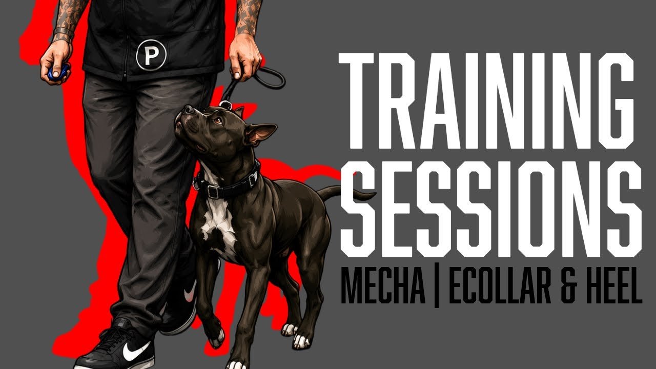 Using the E-Collar as a Motor, Not a Brake: Building Clarity With Mecha