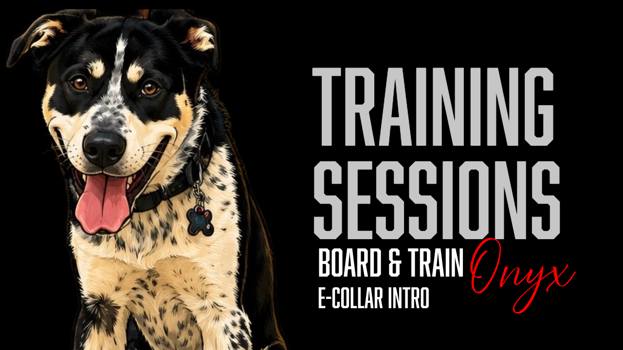Onyx's Board &amp; Train Journey: Building the Foundation Through E-Collar Conditioning