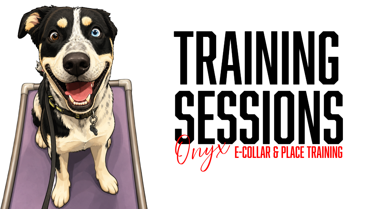 Onyx Board &amp; Train Day 3: Building Communication Through E-Collar Conditioning, Recall Training, and Place Work