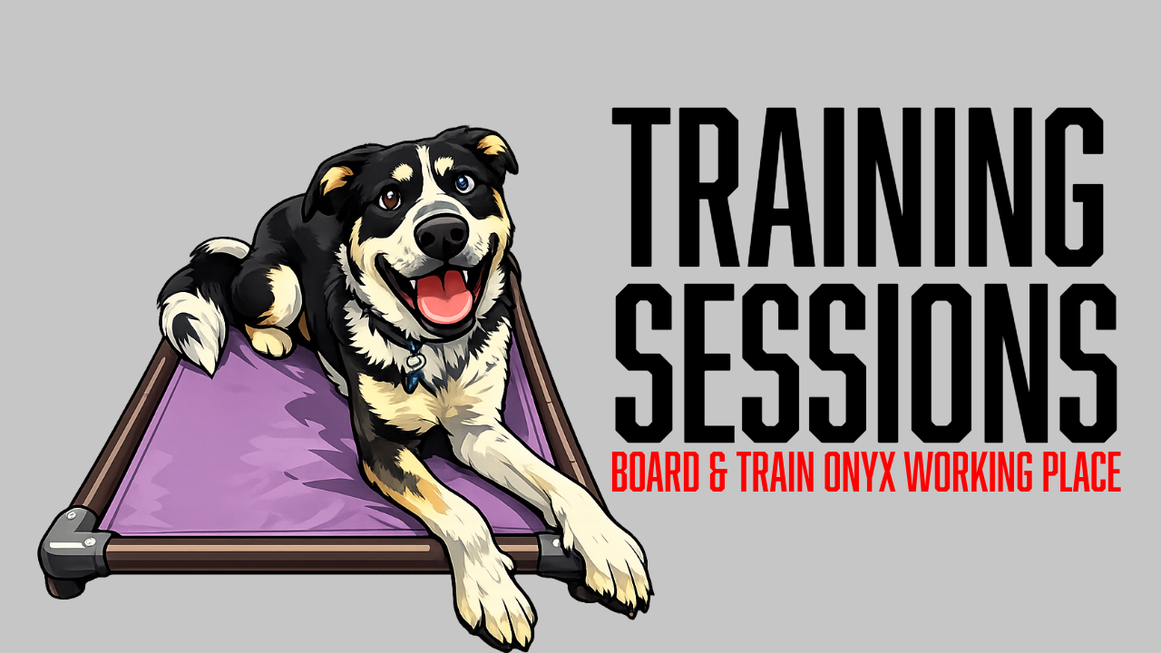 Onyx's Board &amp; Train Progress: Building Heel, Sit &amp; Place Foundations