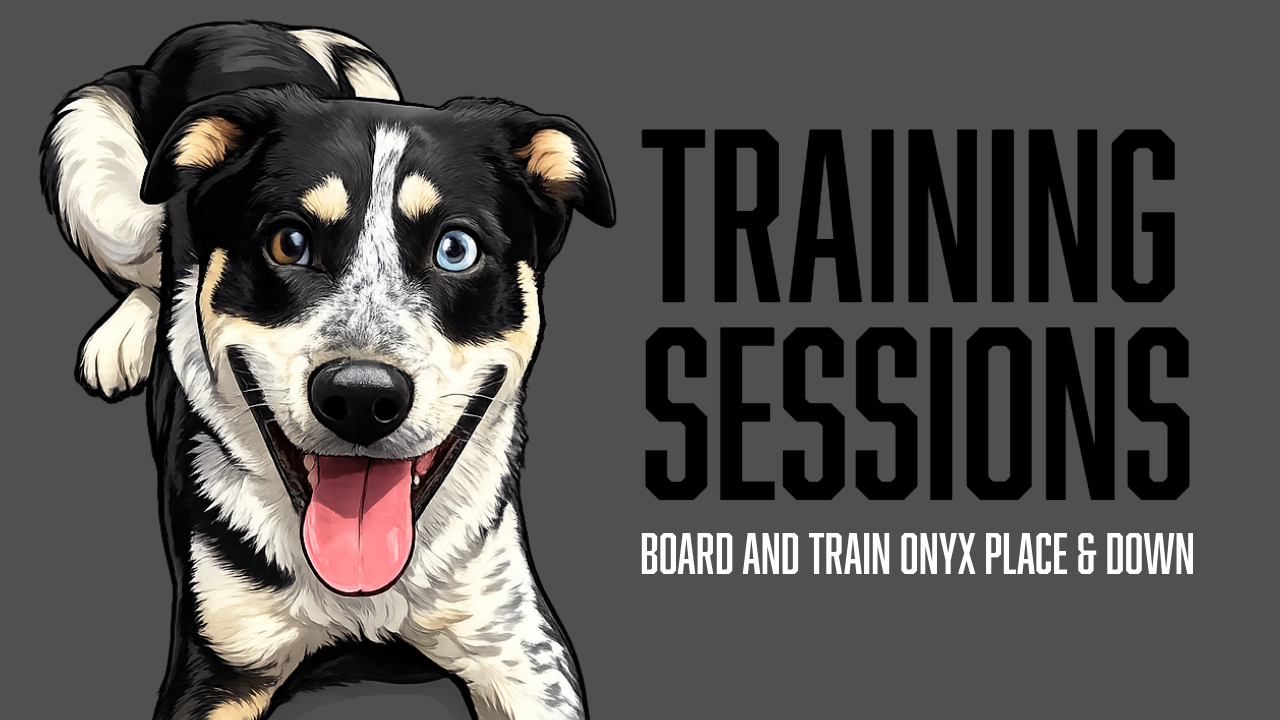 Onyx's Board &amp; Train Progress: Building Obedience, Duration, and Confidence