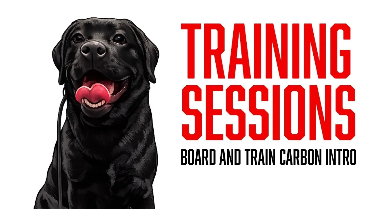 Carbon's Return to Board and Train: Building Advanced Obedience on a Strong Foundation
