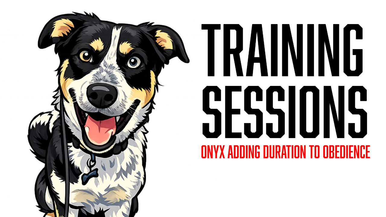 Onyx's Board &amp; Train Progress: Turning Reactivity Into Reliability Through Obedience Training