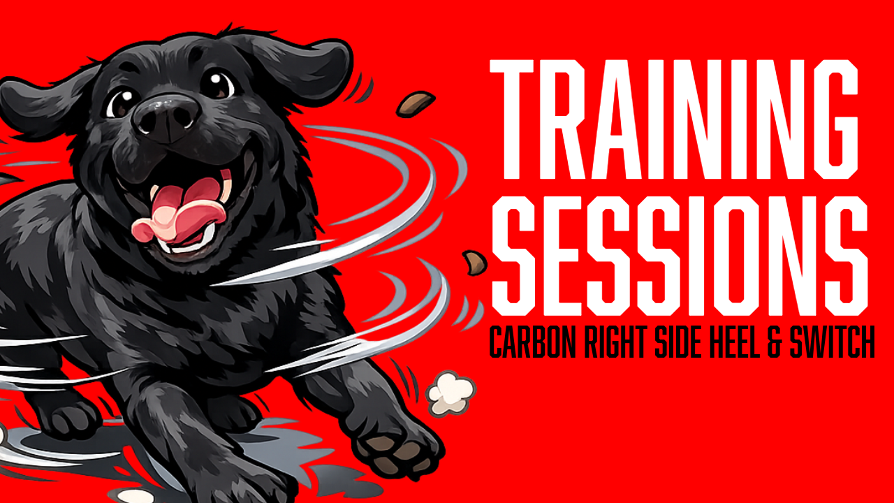 Dog Heel Training: Building Carbon's Right Side Heel Position for Better Obedience