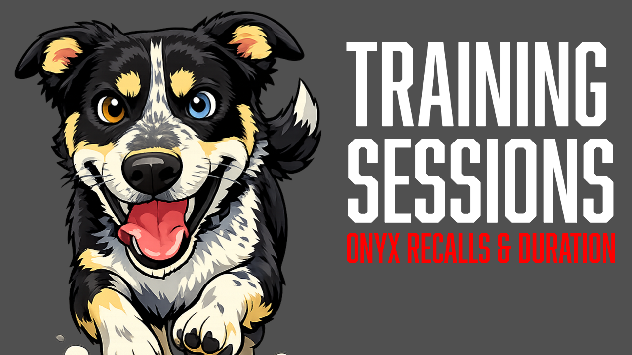 Board and Train Recall Training with Onyx