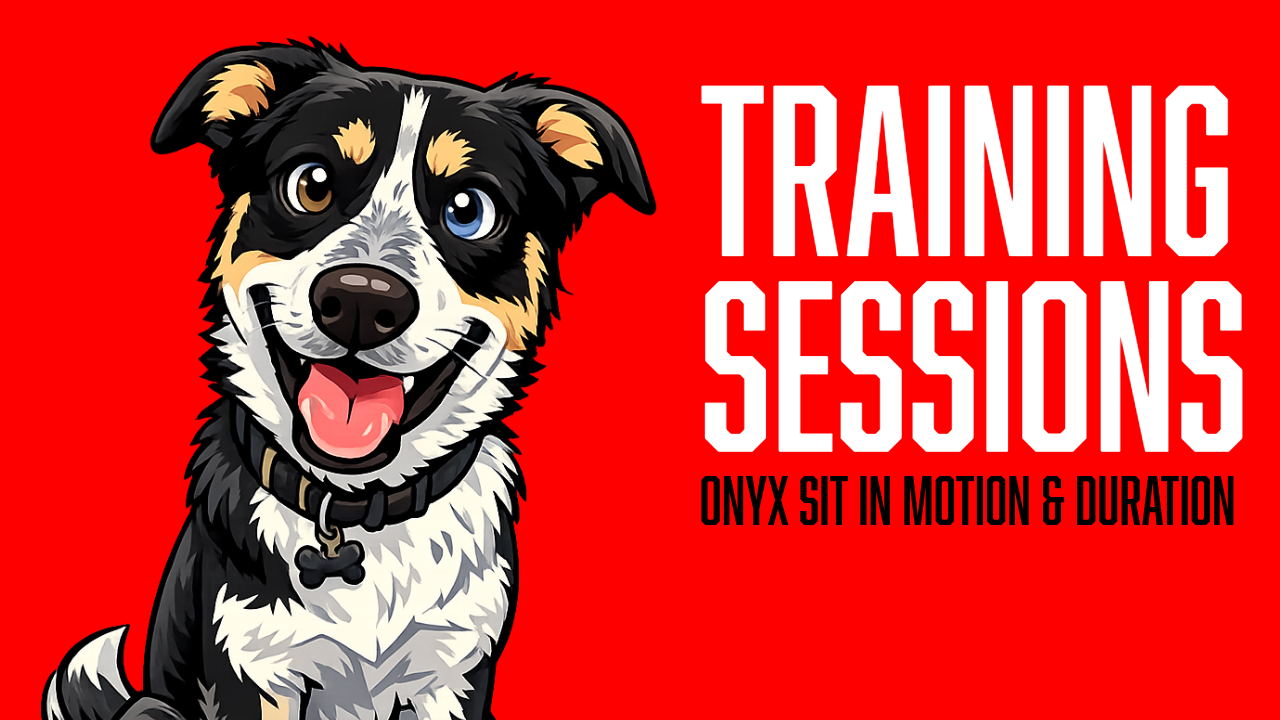 Teaching Sit in Motion and Duration Obedience with Board and Train Onyx