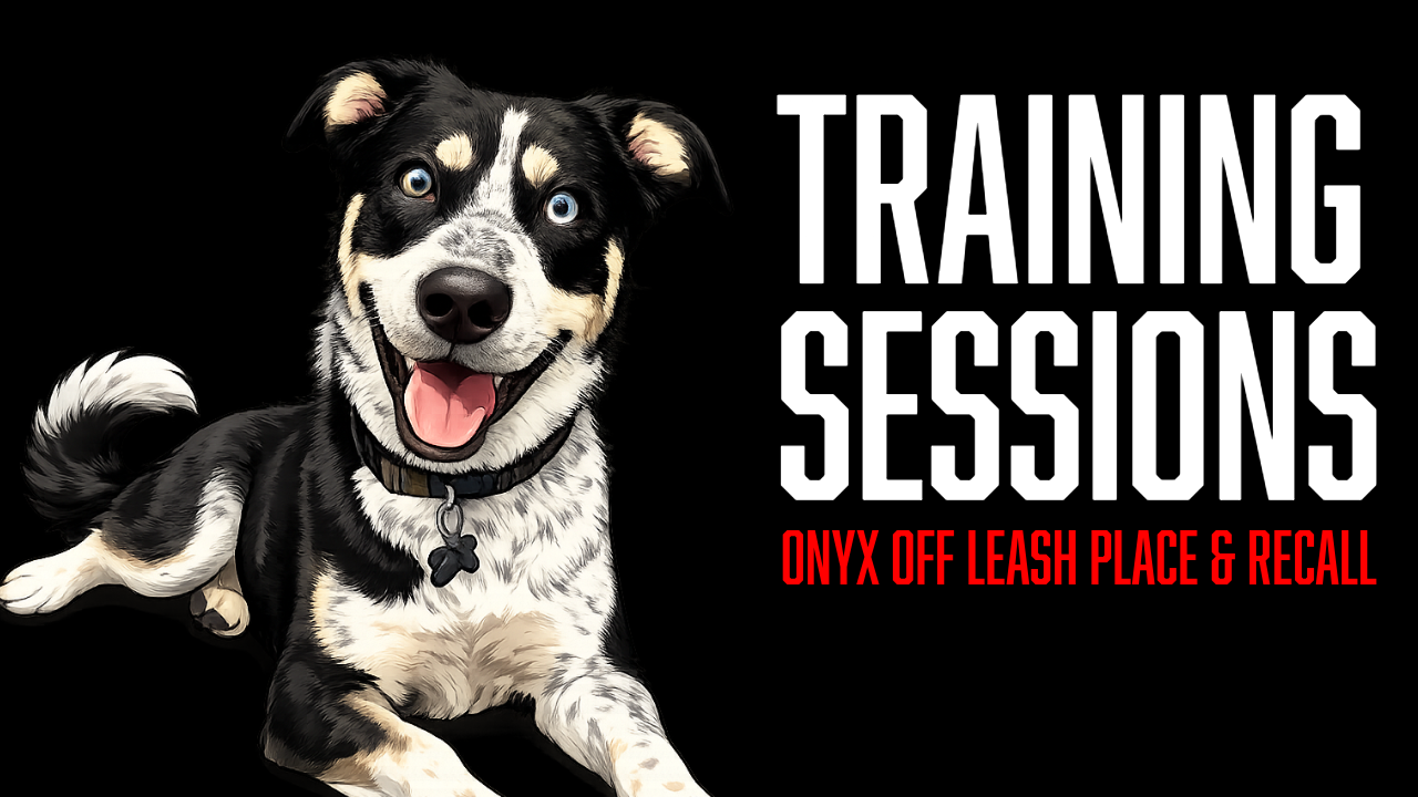 Off Leash Dog Training: Building Reliable Place &amp; Recall with Onyx