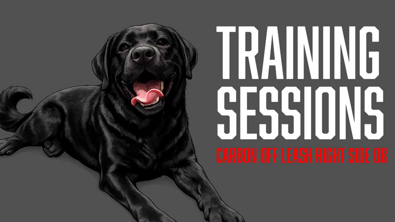 Off Leash Dog Obedience Training: Building Right Side Reliability with Carbon
