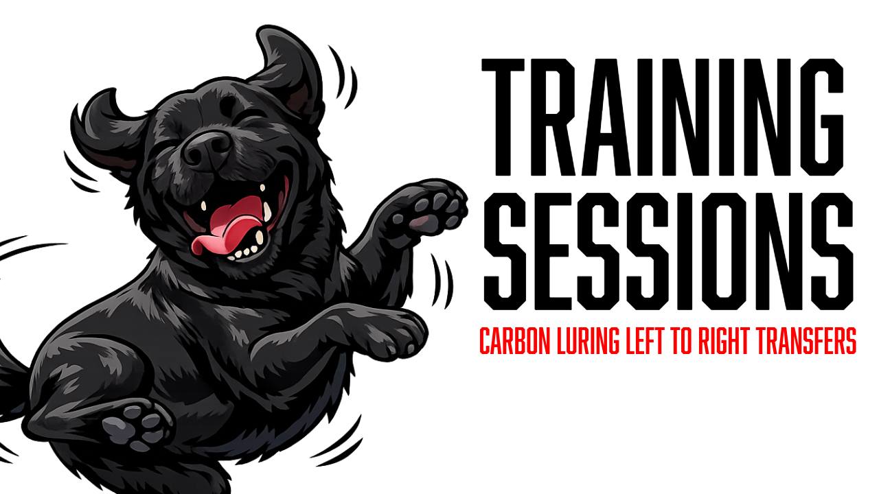 Teaching Heel Transfers in Dog Training: Building Carbon's Left and Right Side Obedience