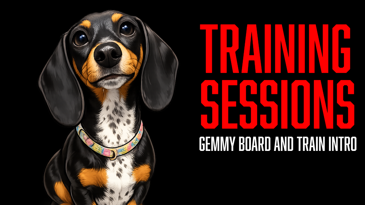 Gemmy's Board &amp; Train Journey Begins: Building Engagement, Recall, and Puppy Foundations