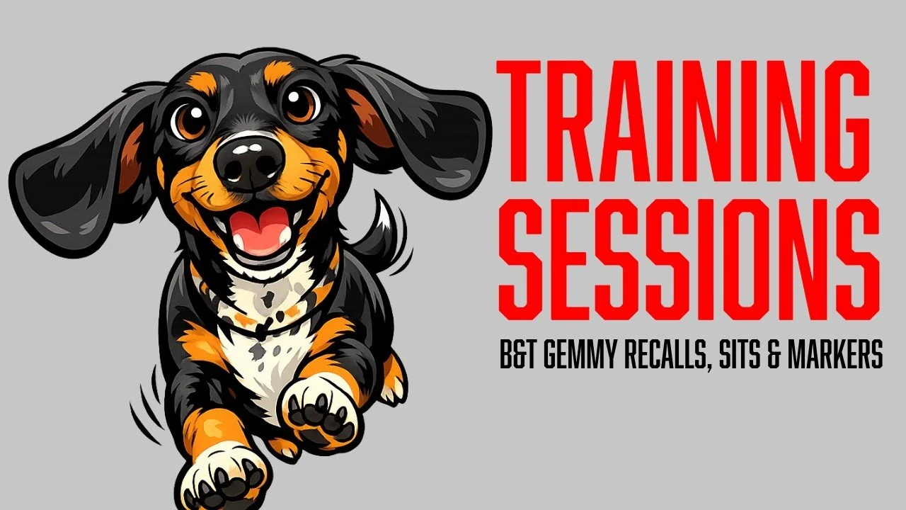 Board and Train Dachshund Puppy Training: Building Recall, Implied Duration, and Marker Understanding with Gemmy