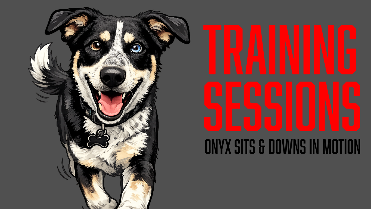 Board and Train Dog Training: Building Reliable Sits, Downs, and Recalls with Onyx