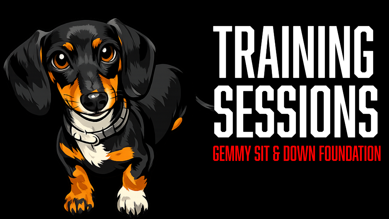 Board and Train Puppy Training: Building Foundations, Positions, and Duration with Gemmy
