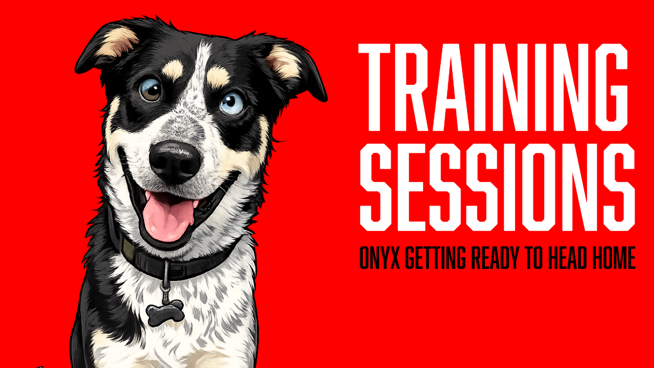 Reactive Dog Training Success Story: Onyx's Board and Train Transformation