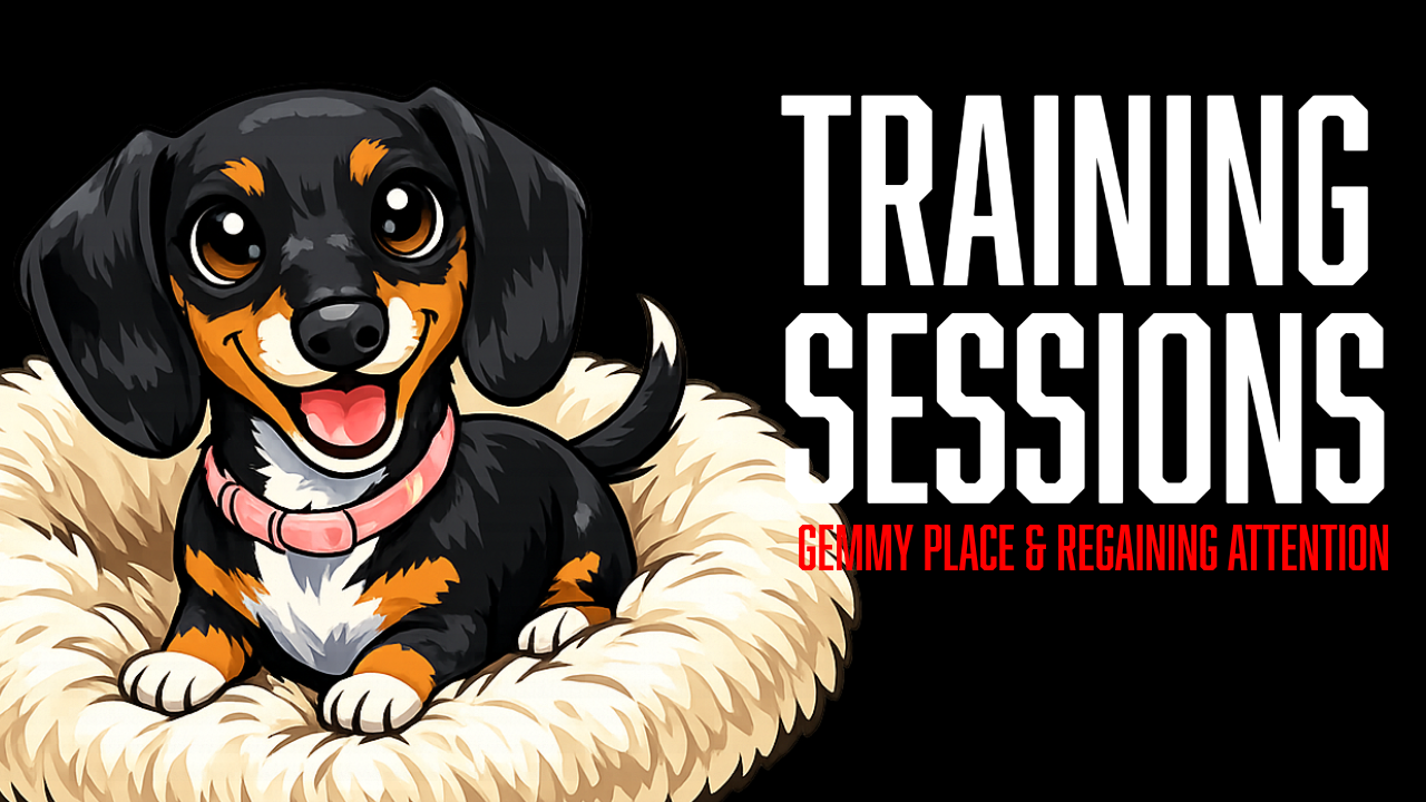 Board and Train Puppy Training: Teaching a Place Command and Building Better Engagement with Gemmy