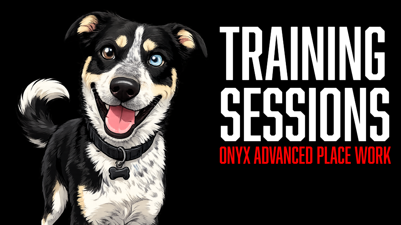 Advanced Dog Obedience Training: Building Reliable Remote Commands with Onyx