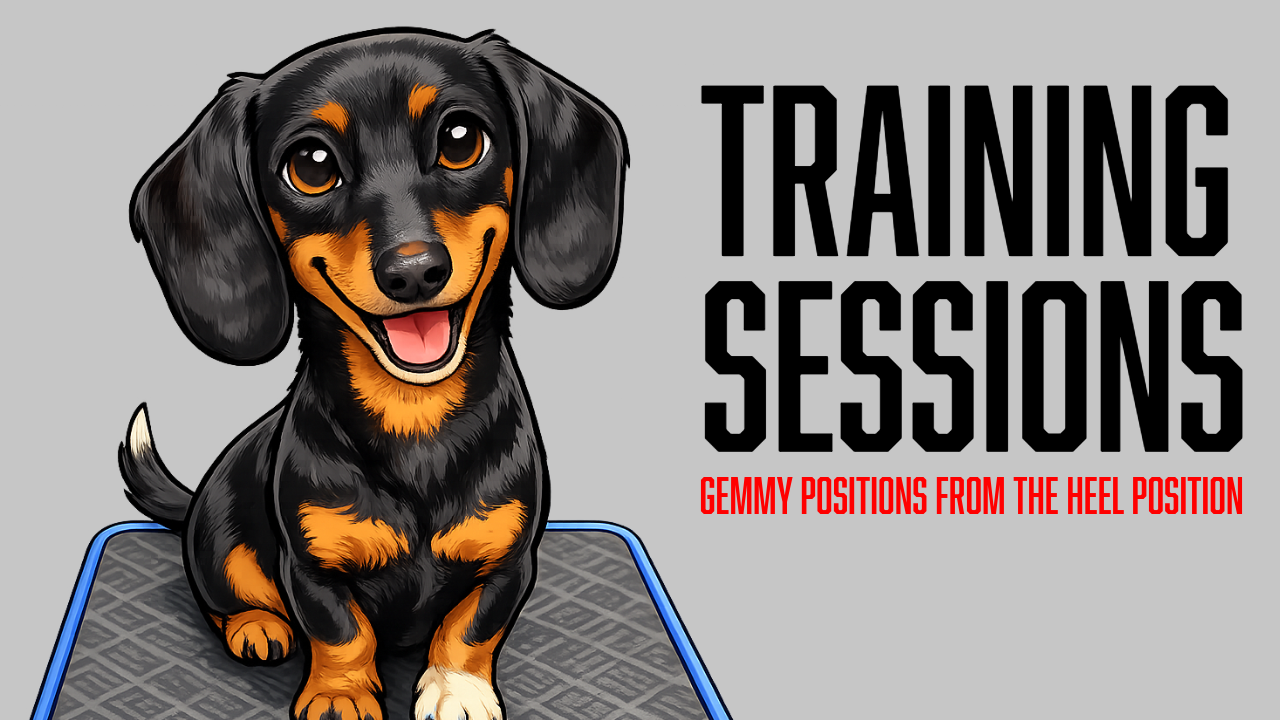Board and Train Puppy Training: Teaching Sit and Down from Heel Position with Gemmy