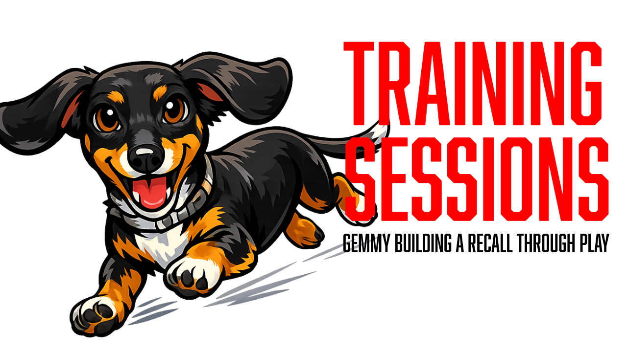 Board and Train Puppy Training: Building a Reliable Recall with Gemmy