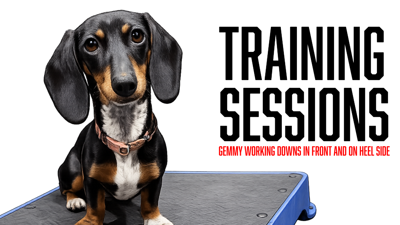Board and Train Puppy Training: When to Name the Down Command with Gemmy